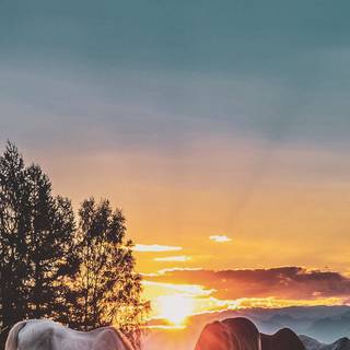 Horse ranch wallpaper