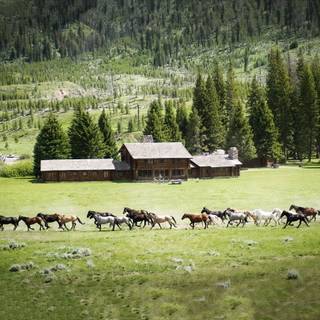 Horse ranch wallpaper