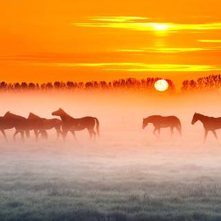 Horse ranch wallpaper