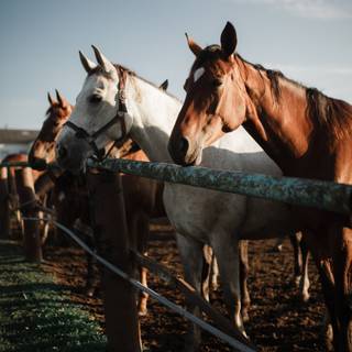 Horse ranch wallpaper