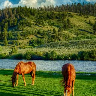 Horse ranch wallpaper