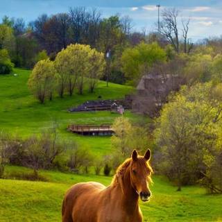 Horse ranch wallpaper