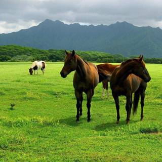 Horse ranch wallpaper