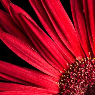 Pink amoled wallpaper