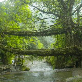 Cherrapunji wallpaper