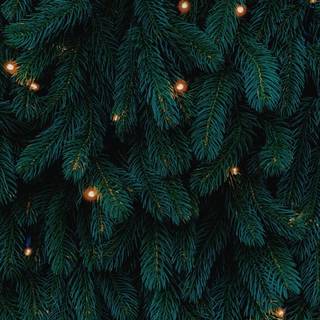 Green Xmas pine wallpaper