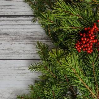 Green Xmas pine wallpaper