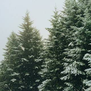Green Xmas pine wallpaper