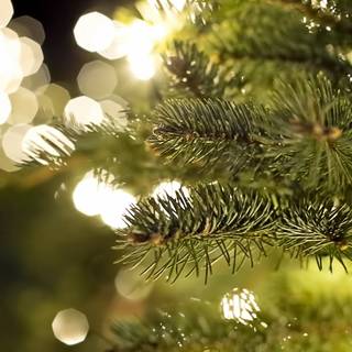 Green Xmas pine wallpaper