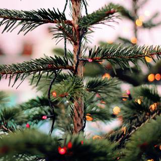 Green Xmas pine wallpaper