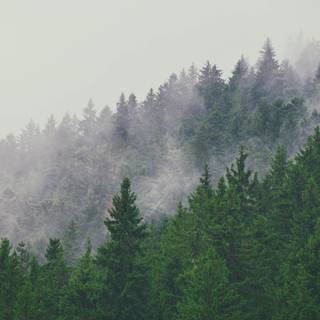 Fairytale forest wallpaper