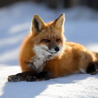 Red fox 4k wallpaper