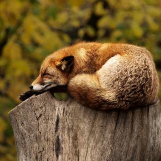 Red fox 4k wallpaper