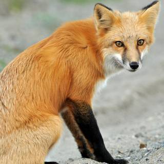 Red fox 4k wallpaper