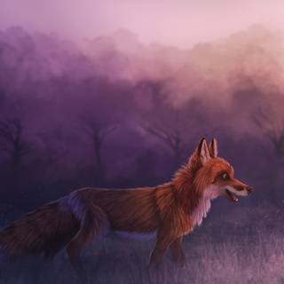 Red fox 4k wallpaper