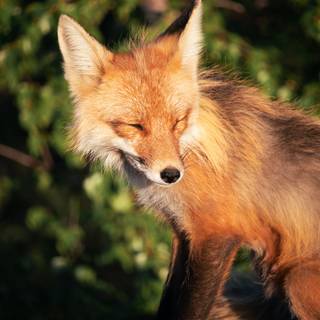 Red fox 4k wallpaper