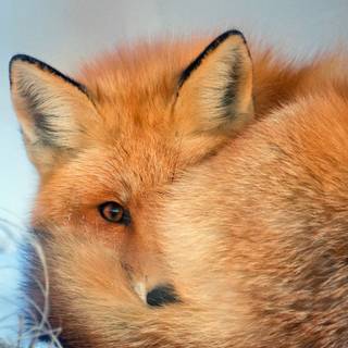 Red fox 4k wallpaper