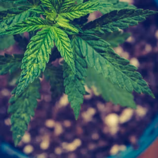 Marihuana 4k wallpaper