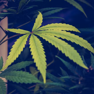 Marihuana 4k wallpaper