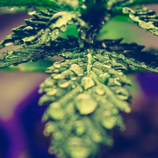 Marihuana 4k wallpaper