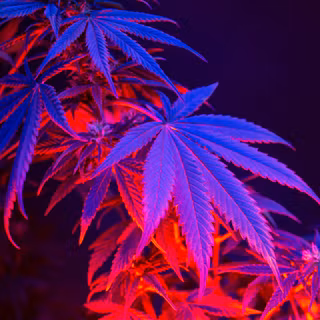 Marihuana 4k wallpaper