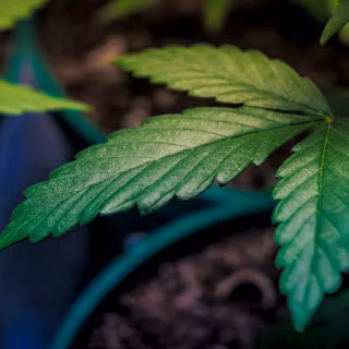 Marihuana 4k wallpaper