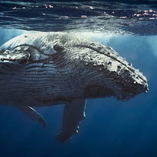 4k ocean life wallpaper