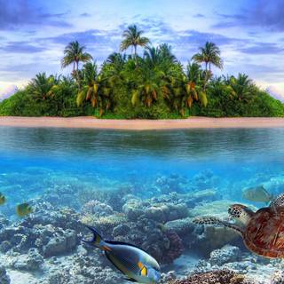 4k ocean life wallpaper