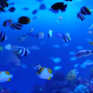 4k ocean life wallpaper