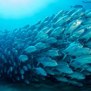 4k ocean life wallpaper