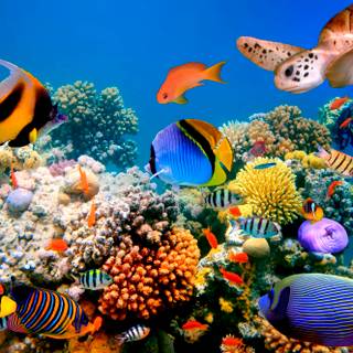 4k ocean life wallpaper