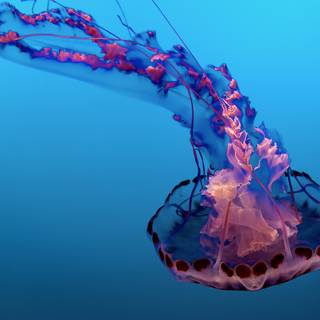 4k ocean life wallpaper