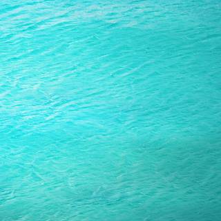 4k ocean life wallpaper