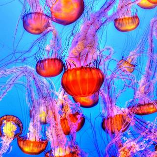 4k ocean life wallpaper