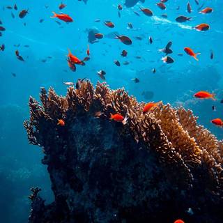 4k ocean life wallpaper