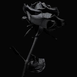 iPhone X Off White wallpaper