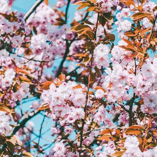 Aesthetic cute phone wallpaper