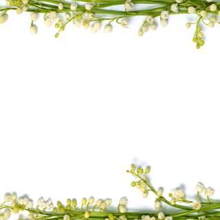 Floral borders wallpaper