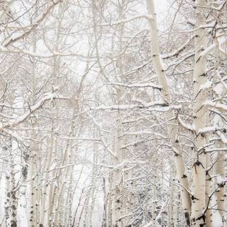 Winter vibes iPhone wallpaper