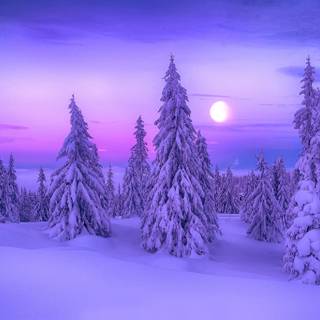 Purple winter desktop wallpaper