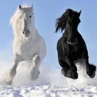 Black horse winter wallpaper