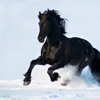 Black horse winter wallpaper