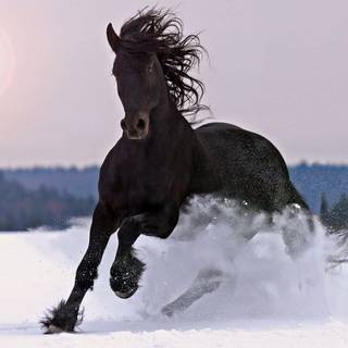 Black horse winter wallpaper