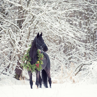 Black horse winter wallpaper