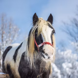 Black horse winter wallpaper