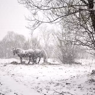 Black horse winter wallpaper