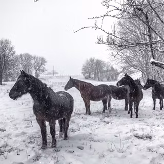 Black horse winter wallpaper