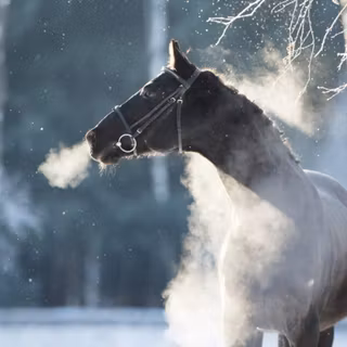 Black horse winter wallpaper