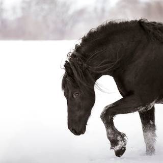 Black horse winter wallpaper