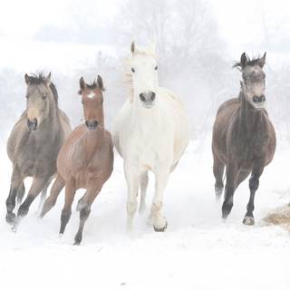 Black horse winter wallpaper